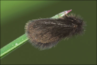 Epichnopterix crimaeana Kozhantshikov, 1956 - ��������� ��������