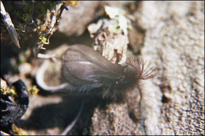 Ptilocephala plumifera (Ochsenheimer, 1810) -  