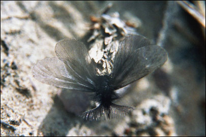 Ptilocephala plumifera (Ochsenheimer, 1810) -  