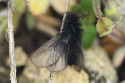 Ptilocephala plumifera (Ochsenheimer, 1810) - ��������� ��������