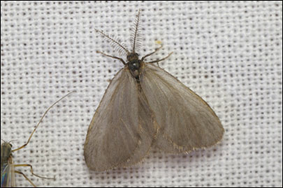 Rebelia perlucidella nocturnella (Alpherak, 1876) -  