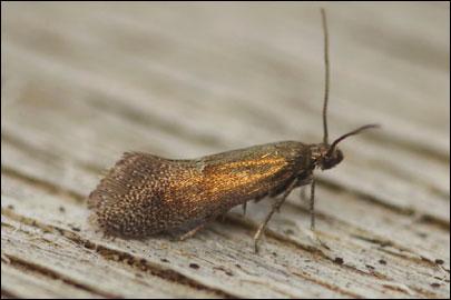 Klimeschia transversella (Zeller, 1839) - ���������� ����������