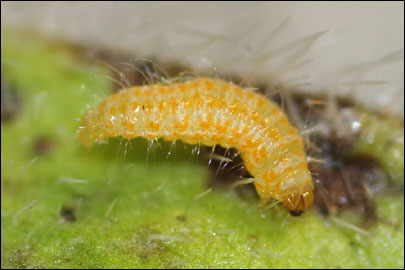 Tinagma balteolella (Fischer von Roslerstamm, 1840) -  ---