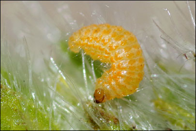 Tinagma balteolella (Fischer von Roslerstamm, 1840) -  ---