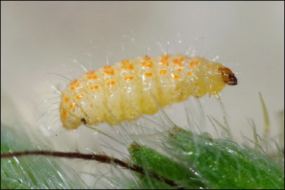 Tinagma balteolella (Fischer von Roslerstamm, 1840) -  ---