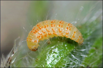 Tinagma balteolella (Fischer von Roslerstamm, 1840) -  ---