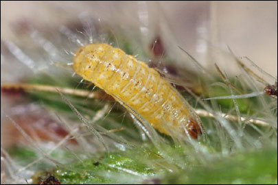 Tinagma balteolella (Fischer von Roslerstamm, 1840) -  ---