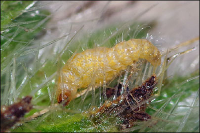 Tinagma balteolella (Fischer von Roslerstamm, 1840) -  ---