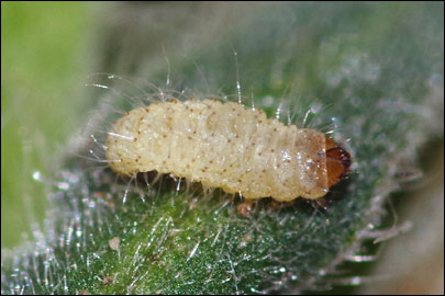 Tinagma balteolella (Fischer von Roslerstamm, 1840) -  ---