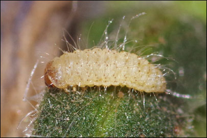 Tinagma balteolella (Fischer von Roslerstamm, 1840) -  ---