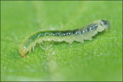 Caloptilia semifascia (Haworth, 1828) - ����-��������� ��������
