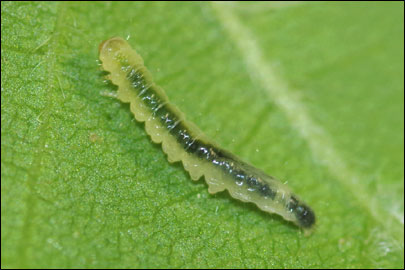 Caloptilia semifascia (Haworth, 1828) - ����-��������� ��������