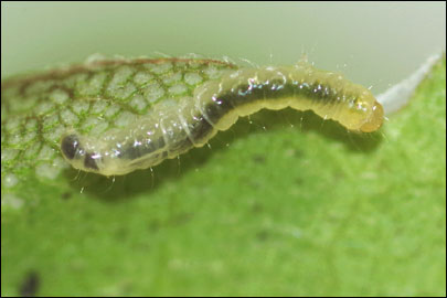 Caloptilia semifascia (Haworth, 1828) - ����-��������� ��������