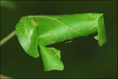 Caloptilia semifascia (Haworth, 1828) - ����-��������� ��������