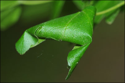 Caloptilia semifascia (Haworth, 1828) - ����-��������� ��������