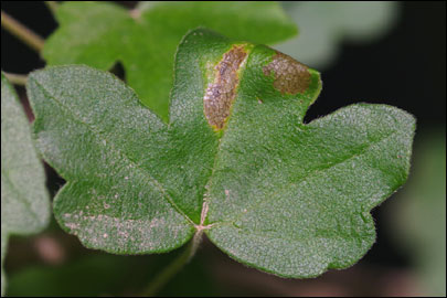 Caloptilia semifascia (Haworth, 1828) - ����-��������� ��������