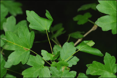Caloptilia semifascia (Haworth, 1828) - ����-��������� ��������