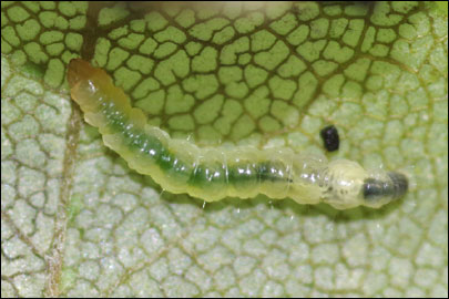 Caloptilia semifascia (Haworth, 1828) - ����-��������� ��������