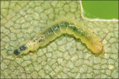 Caloptilia semifascia (Haworth, 1828) - ����-��������� ��������