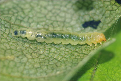 Caloptilia semifascia (Haworth, 1828) - ����-��������� ��������