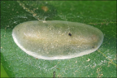 Caloptilia semifascia (Haworth, 1828) - ����-��������� ��������