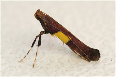 Caloptilia semifascia (Haworth, 1828) - ����-��������� ��������