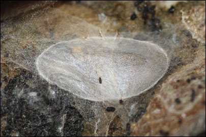 Dialectica scalariella (Zeller, 1850) - ����-��������� ---