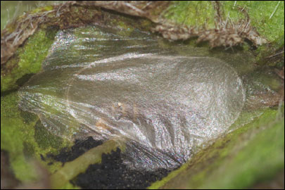 Dialectica scalariella (Zeller, 1850) - ����-��������� ---