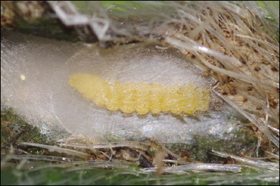 Dialectica scalariella (Zeller, 1850) - ����-��������� ---