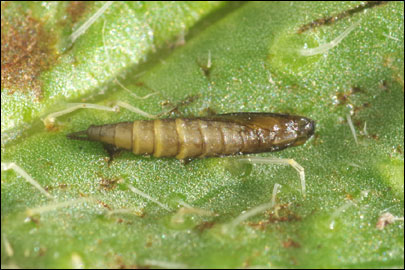 Dialectica scalariella (Zeller, 1850) - ����-��������� ---