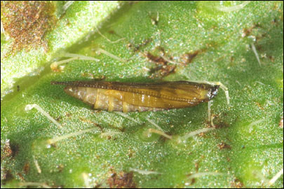 Dialectica scalariella (Zeller, 1850) - ����-��������� ---