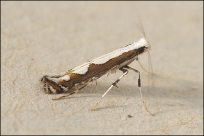 Dialectica scalariella (Zeller, 1850) - ����-��������� ---