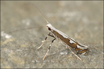 Dialectica scalariella (Zeller, 1850) - ����-��������� ---