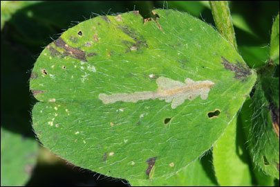 Parectopa ononidis (Zeller, 1839) - ����-��������� ������������