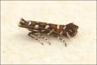 Parectopa ononidis (Zeller, 1839) - ����-��������� ������������