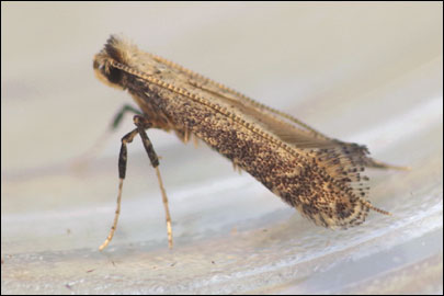 Parornix fagivora (Frey, 1861) - ����-��������� ���������