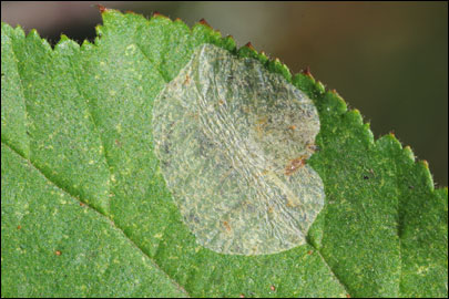 Phyllonorycter coryli (Nicelli, 1851) - ����-��������� ���������