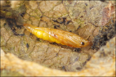 Phyllonorycter coryli (Nicelli, 1851) - ����-��������� ���������