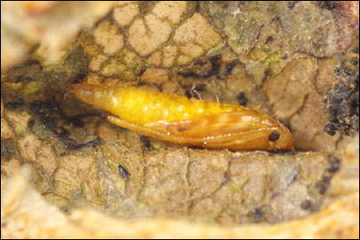 Phyllonorycter coryli (Nicelli, 1851) - ����-��������� ���������