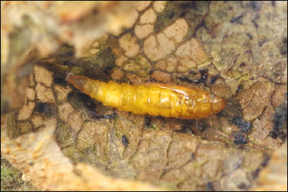 Phyllonorycter coryli (Nicelli, 1851) - ����-��������� ���������