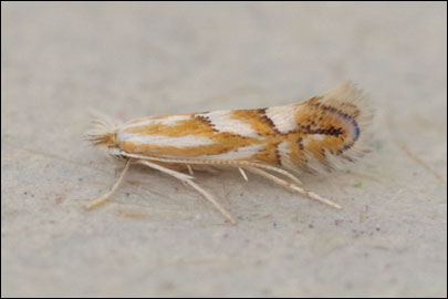 Phyllonorycter coryli (Nicelli, 1851) - ����-��������� ���������