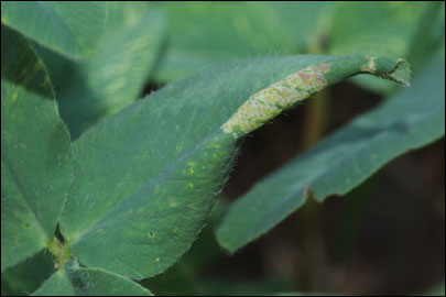 Phyllonorycter insignitella (Zeller, 1846) - ����-��������� ���������