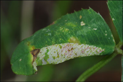 Phyllonorycter insignitella (Zeller, 1846) - ����-��������� ���������