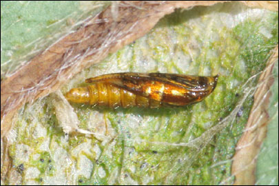 Phyllonorycter insignitella (Zeller, 1846) - ����-��������� ���������