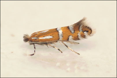 Phyllonorycter insignitella (Zeller, 1846) - ����-��������� ���������