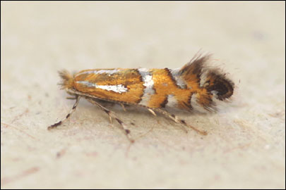 Phyllonorycter insignitella (Zeller, 1846) - ����-��������� ���������