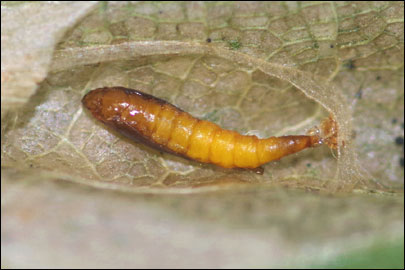 Phyllonorycter maestingella (Muller, 1764) - ����-��������� �������