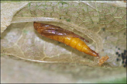Phyllonorycter maestingella (Muller, 1764) - ����-��������� �������