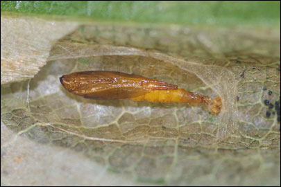 Phyllonorycter maestingella (Muller, 1764) - ����-��������� �������