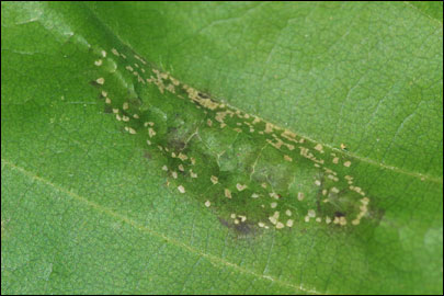 Phyllonorycter maestingella (Muller, 1764) - ����-��������� �������